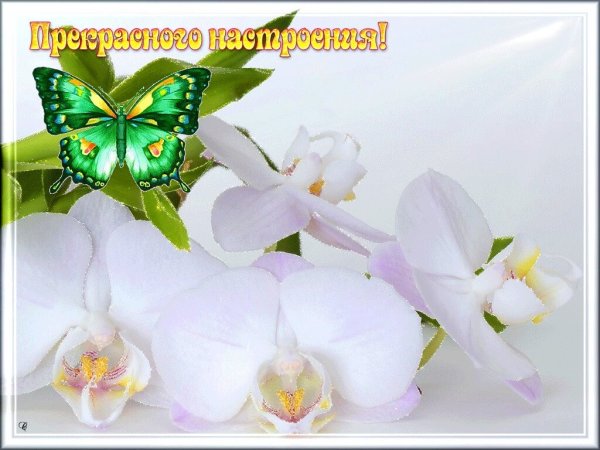 Орхидея бабочка 5053