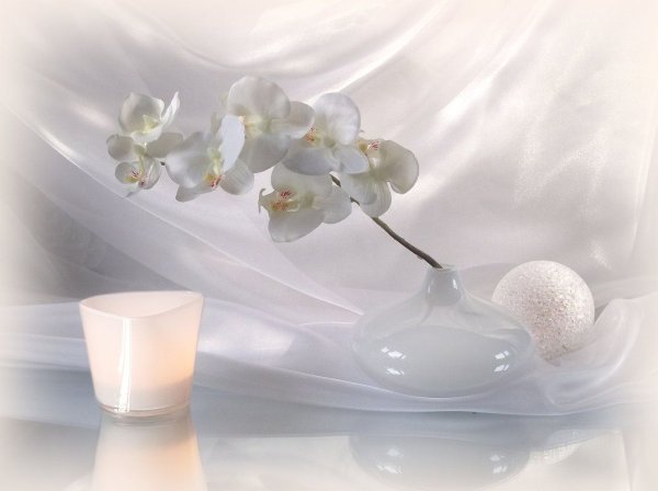 Нежный натюрморт