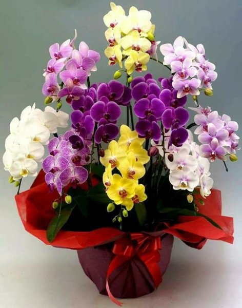 Орхидея формейшн