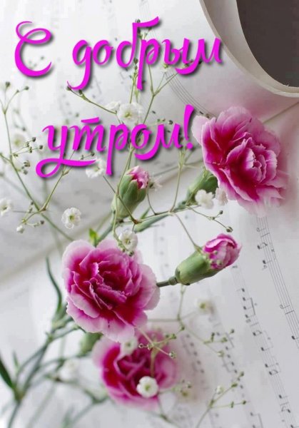 Доброго дня фиалки