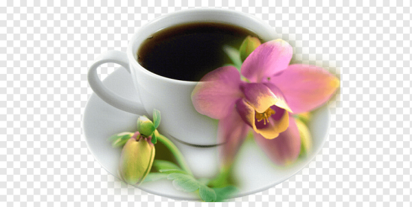 С днём рождения орхидеи