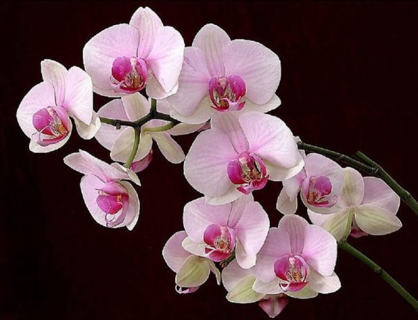 Добрый день с цветами космеи