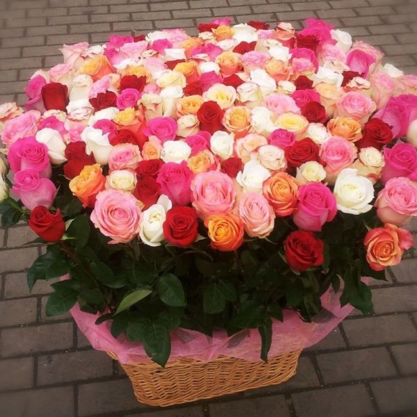 Роза шаровидная