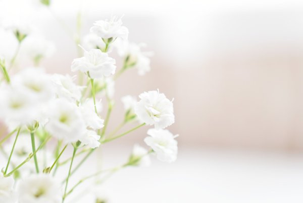 Цветы - белокрыльник (White Calla Lily)