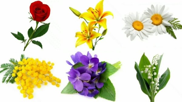 Цветов для дошкольников