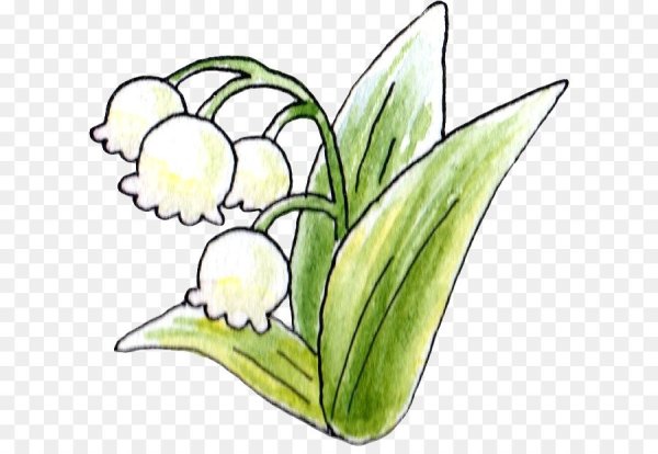 Первые весенние цветы с названичя