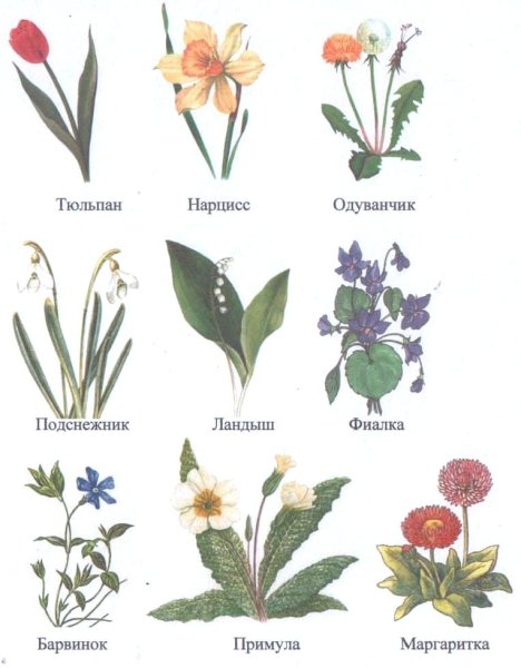 Весенние цветы мультяшные