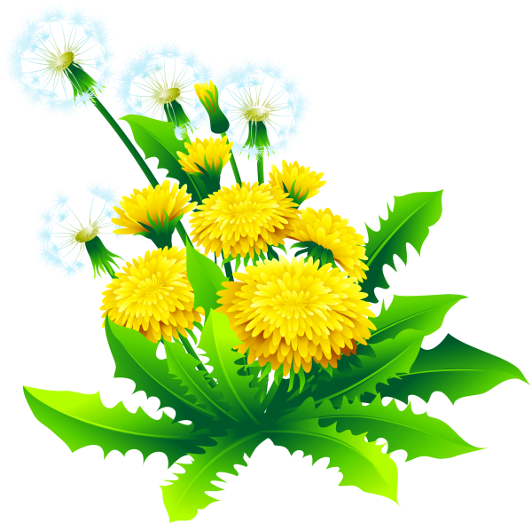 Ландыш Майский ГФ