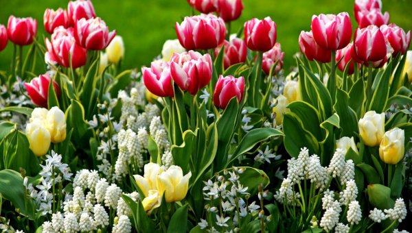 Тюльпан клумбовые растения