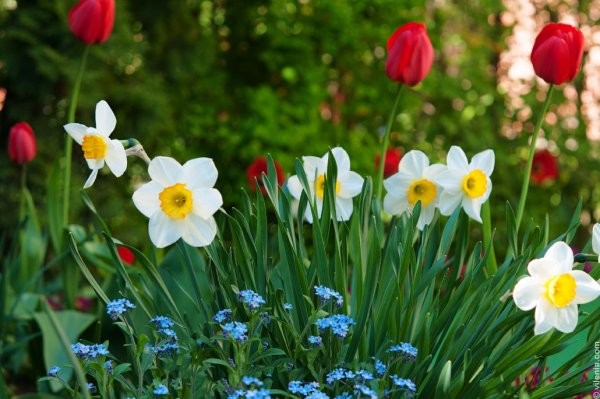 Весенние цветы в саду