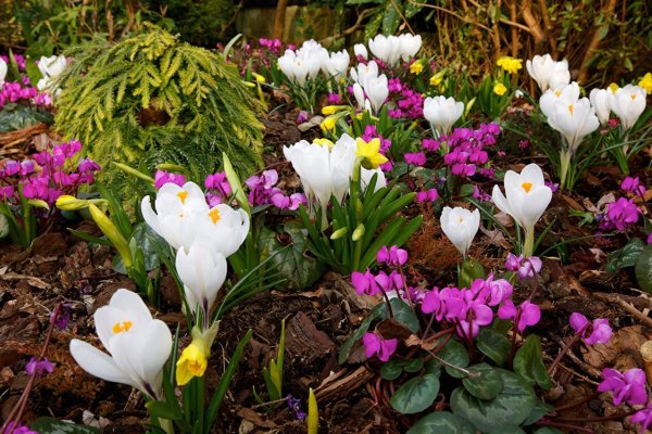 Дряква подснежники первоцветы