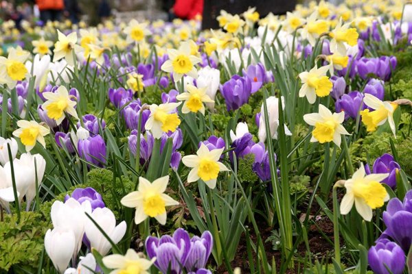 Тюльпаны нарциссы гиацинты