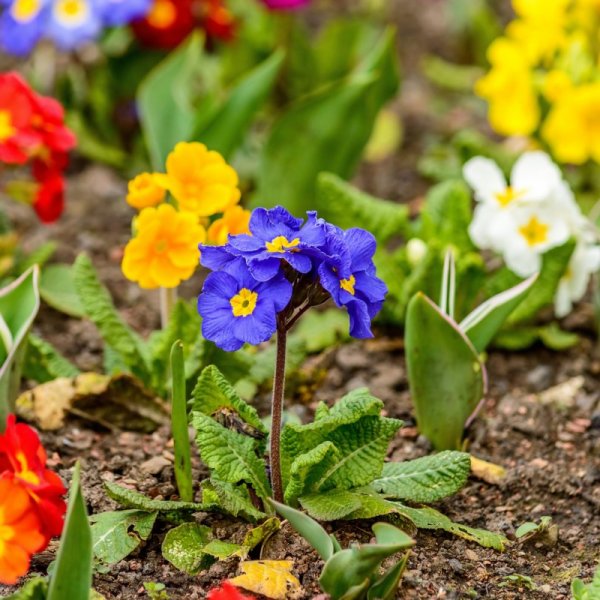 Примула Данберг