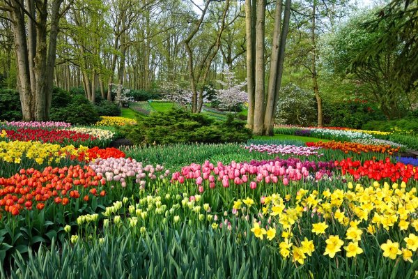 Keukenhof Gardens Нидерланды