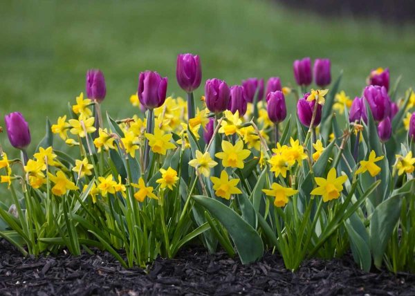 Крокус, тюльпан, гиацинт, Нарцисс, рябчик