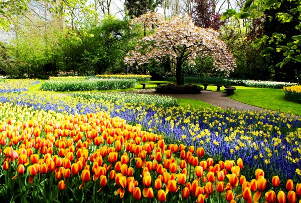 Нидерланды весенний парк Keukenhof
