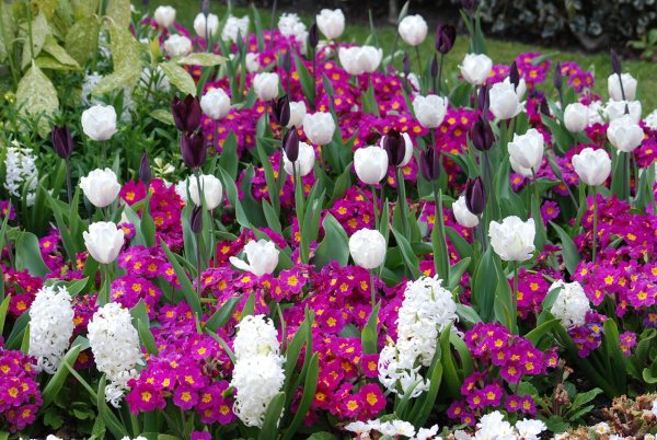 Однолетние луковичные тюльпаны