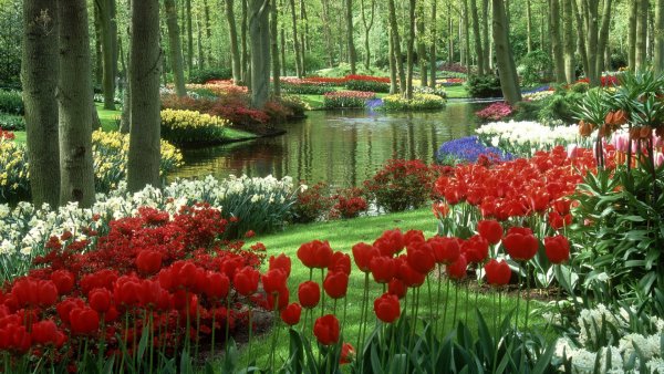 Кёкенхоф всемирно известный Королевский парк цветов в Нидерландах