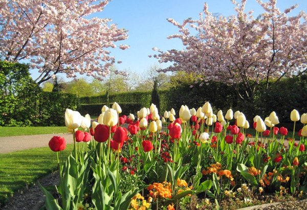 Цветущие майские сады