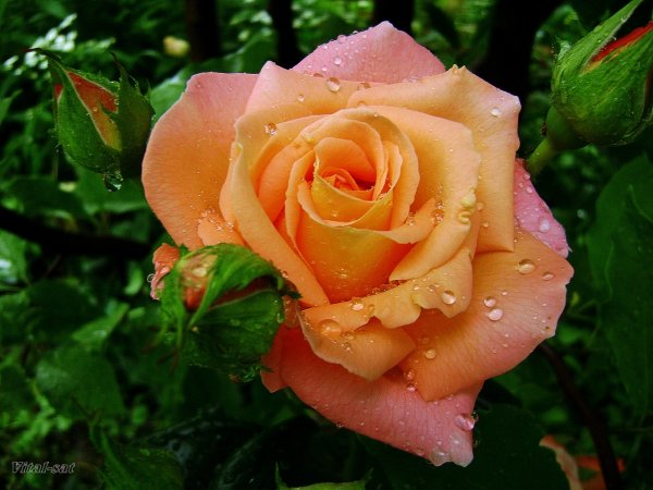 Чайная гибридная роза Анжелика