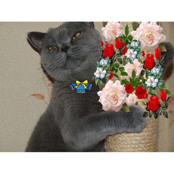 С днем рождения британский кот