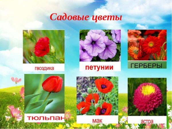 Садовые цветы презентация