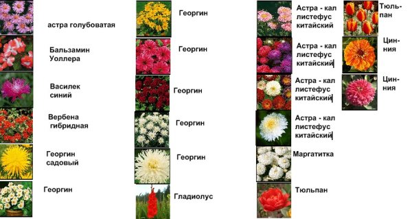 Цветы на клумбе названия