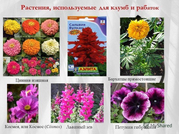 Цветы на клумбе названия