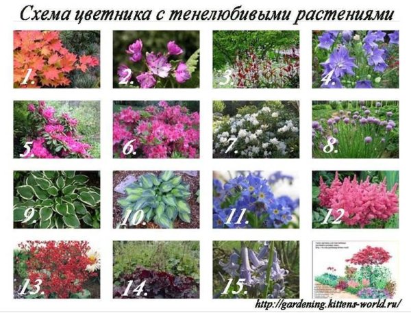 Тенелюбивые многолетние цветы