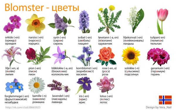 Цветы названия
