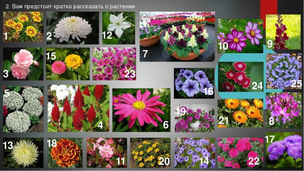 Однолетние цветочно декоративные растения