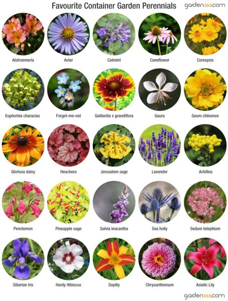 Названия цветов для клумб