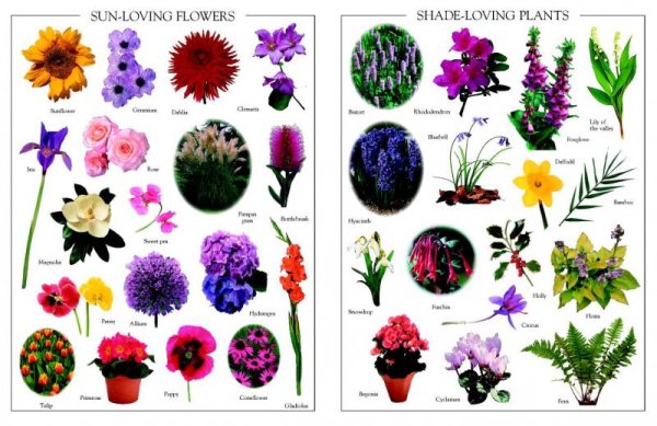 Названия цветов растений