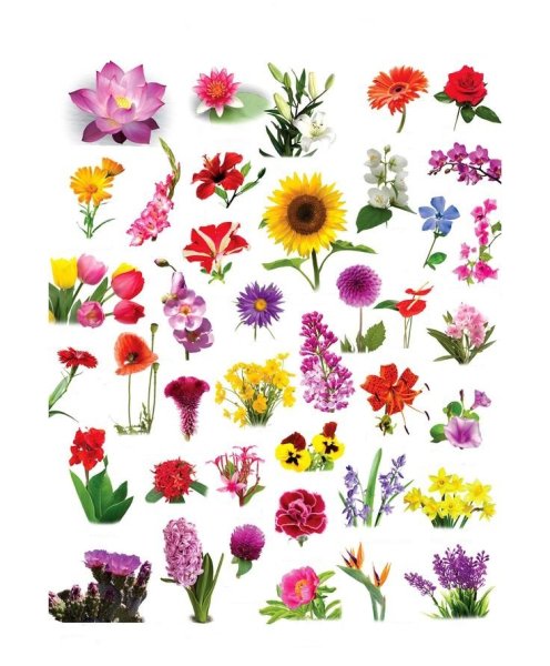 Названия цветов растений