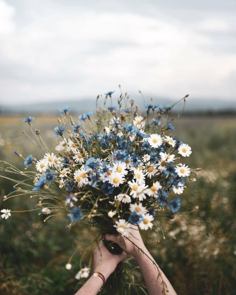 Натюрморт полевые цветы