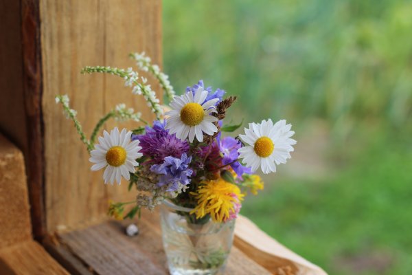 "Полевые цветы" Хайнц Шольнхаммер
