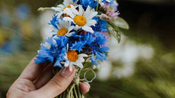 Маргаритки васильки