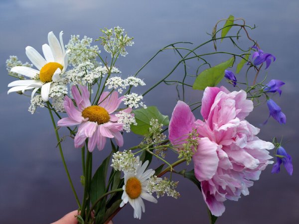 Нежные васильки