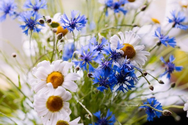 Иван-чай (с цветочками кипрея)