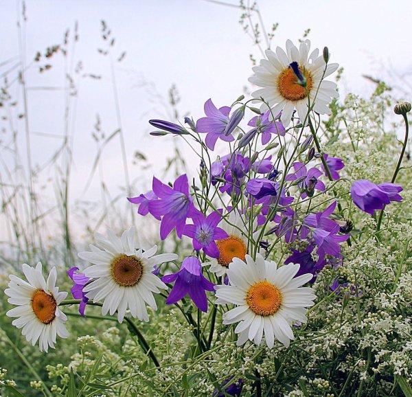 Нежный букет полевых цветов