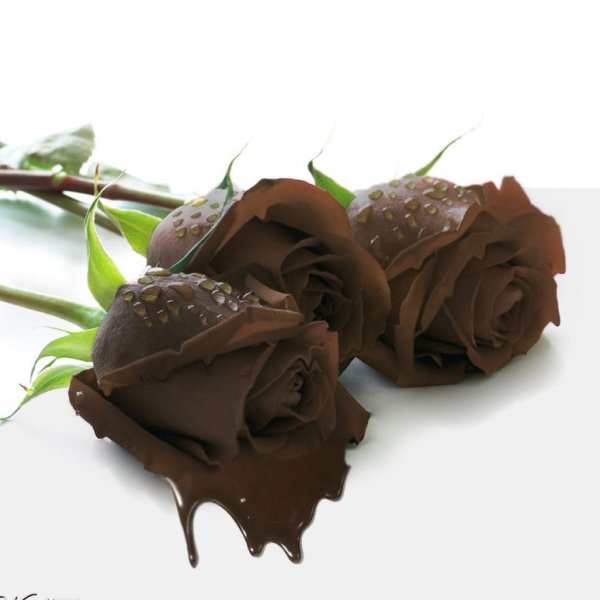 Шоколадные цветы