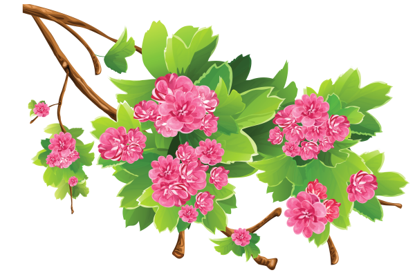 Цветы на прозрачном фоне