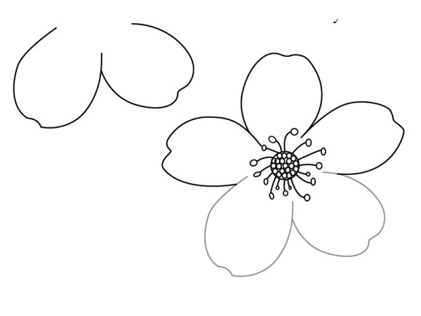 Цветок яблони раскраска