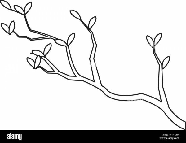 Ветка раскраска