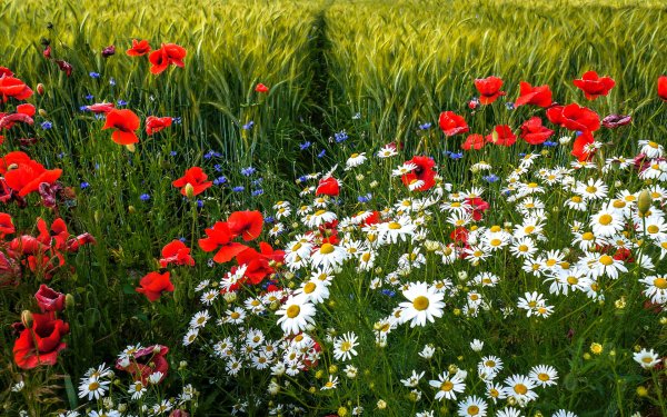 Летние полевые цветы