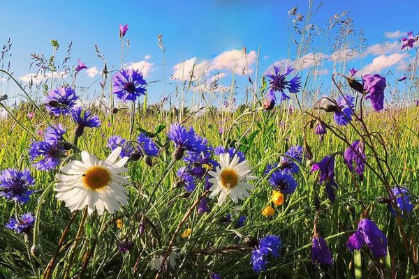 Поле с васильками