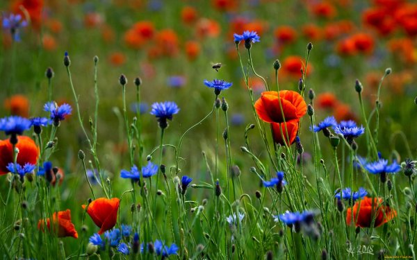 Поле с ромашками и васильками