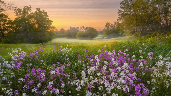 Василек Незабудка, нивяник