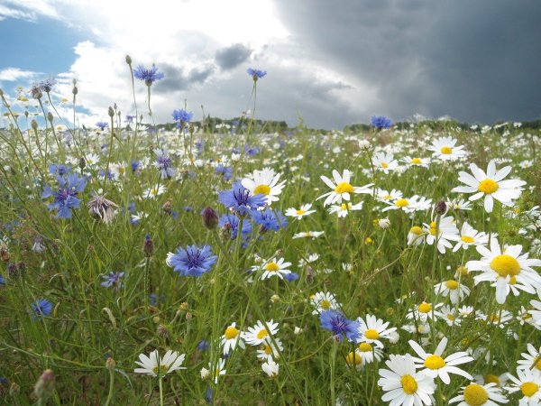 Луговые цветы