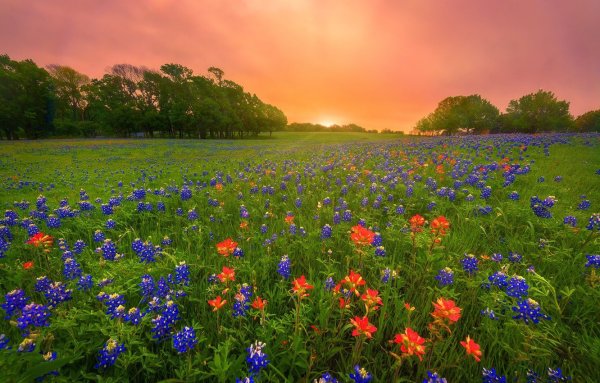 Цветы полевые и луговые